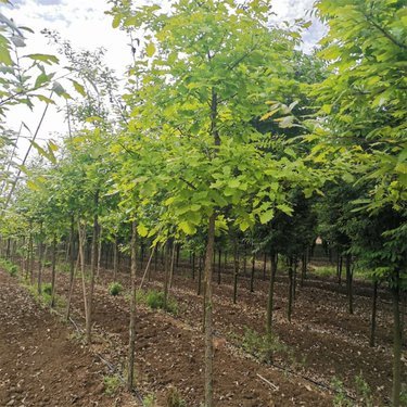 云南栎木价格解析 园林景观工程选材参考指南